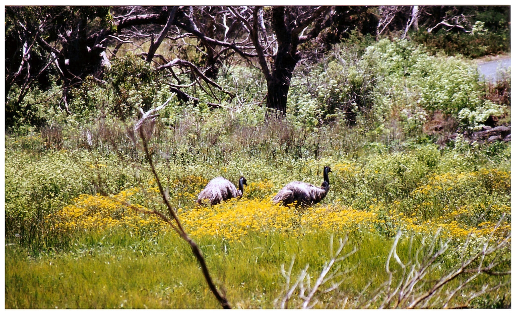 04 The Great Ocean Road (16).jpg